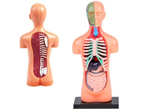 Zestaw edukacyjny Model anatomiczny CIAŁO CZŁOWIEKA + organy 11ele ZA5200 Zestaw edukacyjny Model anatomiczny CIAŁO CZŁOWIEKA + organy 11ele ZA5200