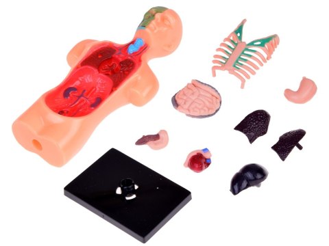 Zestaw edukacyjny Model anatomiczny CIAŁO CZŁOWIEKA + organy 11ele ZA5200 Zestaw edukacyjny Model anatomiczny CIAŁO CZŁOWIEKA + organy 11ele ZA5200