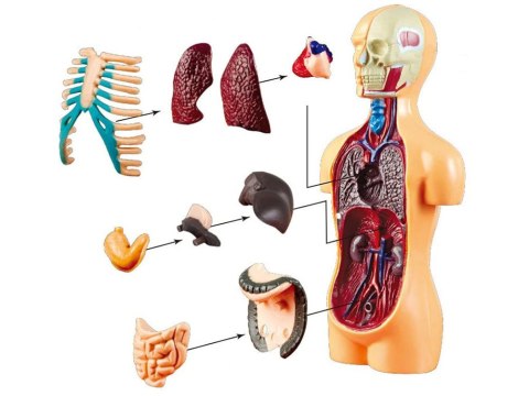 Zestaw edukacyjny Model anatomiczny CIAŁO CZŁOWIEKA + organy 11ele ZA5200 Zestaw edukacyjny Model anatomiczny CIAŁO CZŁOWIEKA + organy 11ele ZA5200