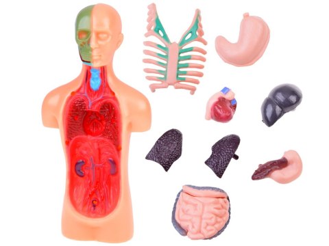 Zestaw edukacyjny Model anatomiczny CIAŁO CZŁOWIEKA + organy 11ele ZA5200 Zestaw edukacyjny Model anatomiczny CIAŁO CZŁOWIEKA + organy 11ele ZA5200