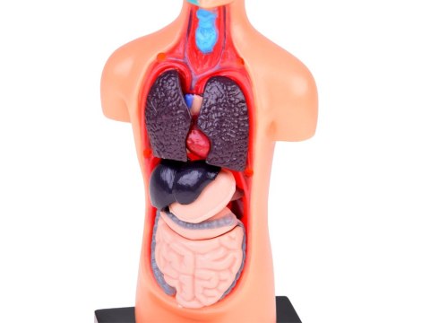 Zestaw edukacyjny Model anatomiczny CIAŁO CZŁOWIEKA + organy 11ele ZA5200 Zestaw edukacyjny Model anatomiczny CIAŁO CZŁOWIEKA + organy 11ele ZA5200