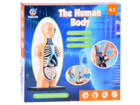 Zestaw edukacyjny Model anatomiczny CIAŁO CZŁOWIEKA + organy 11ele ZA5200 Zestaw edukacyjny Model anatomiczny CIAŁO CZŁOWIEKA + organy 11ele ZA5200